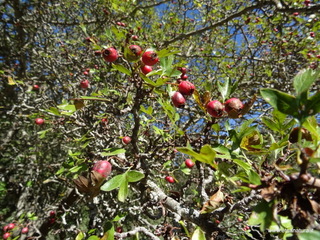 sco di Centorbi-18-10-2020 11